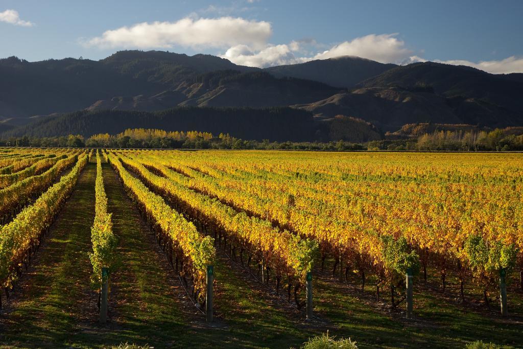 Hotel Vintners Retreat Blenheim Zewnętrze zdjęcie